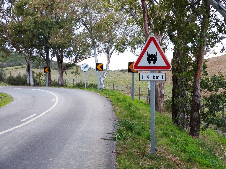 Sinal rodoviário relativo ao Lince-ibérico